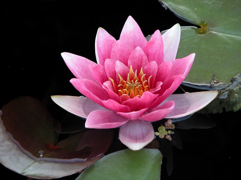 Pink water lily in bloom