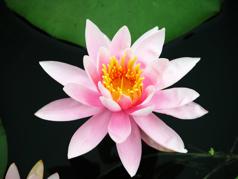 Pink water lily in bloom