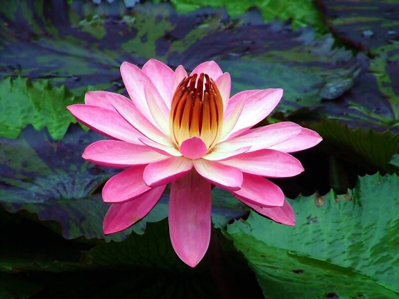 Pink water lily in bloom