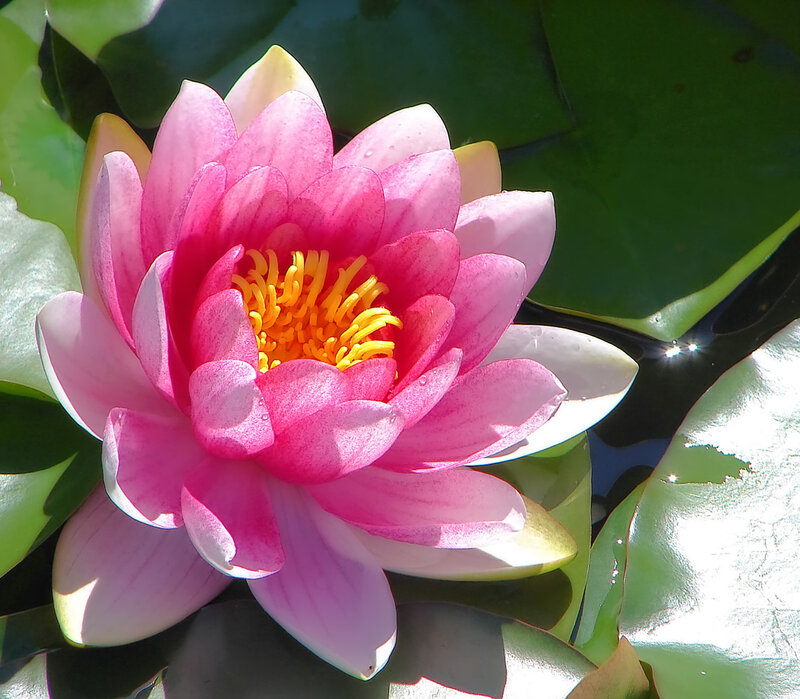 Pink water lily in bloom