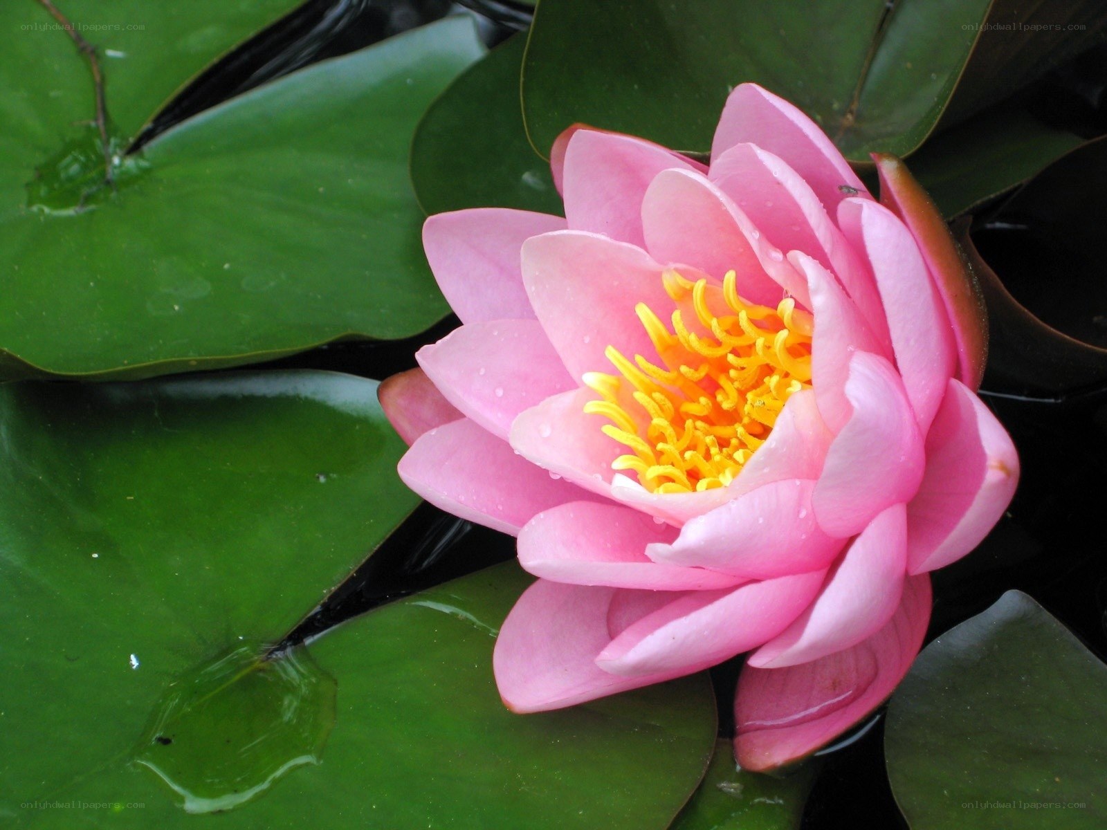 Pink water lily in bloom