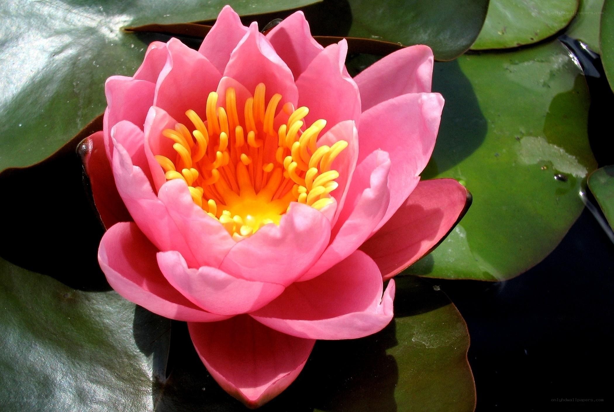 Pink water lily in bloom
