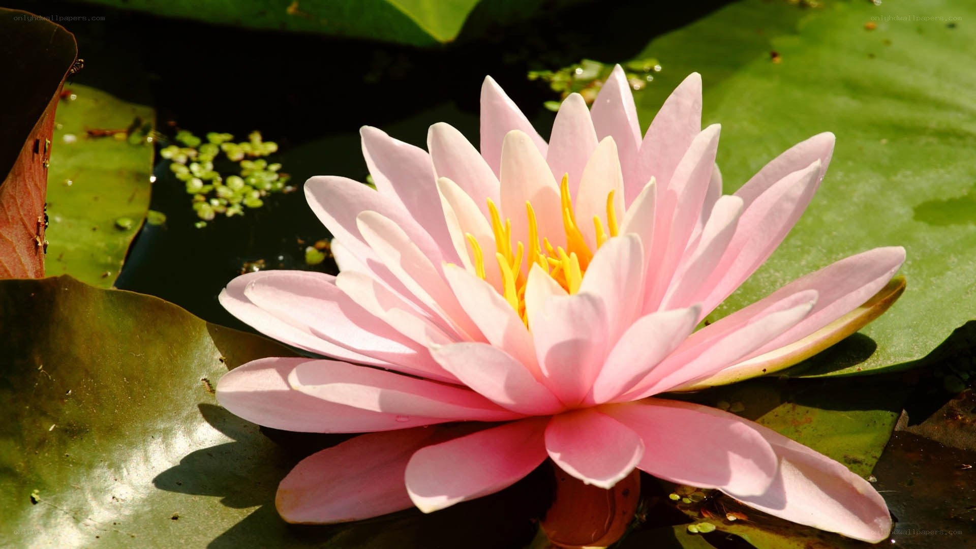 Pink water lily in bloom
