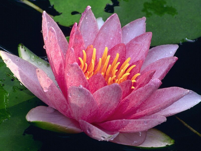 Pink water lily in bloom