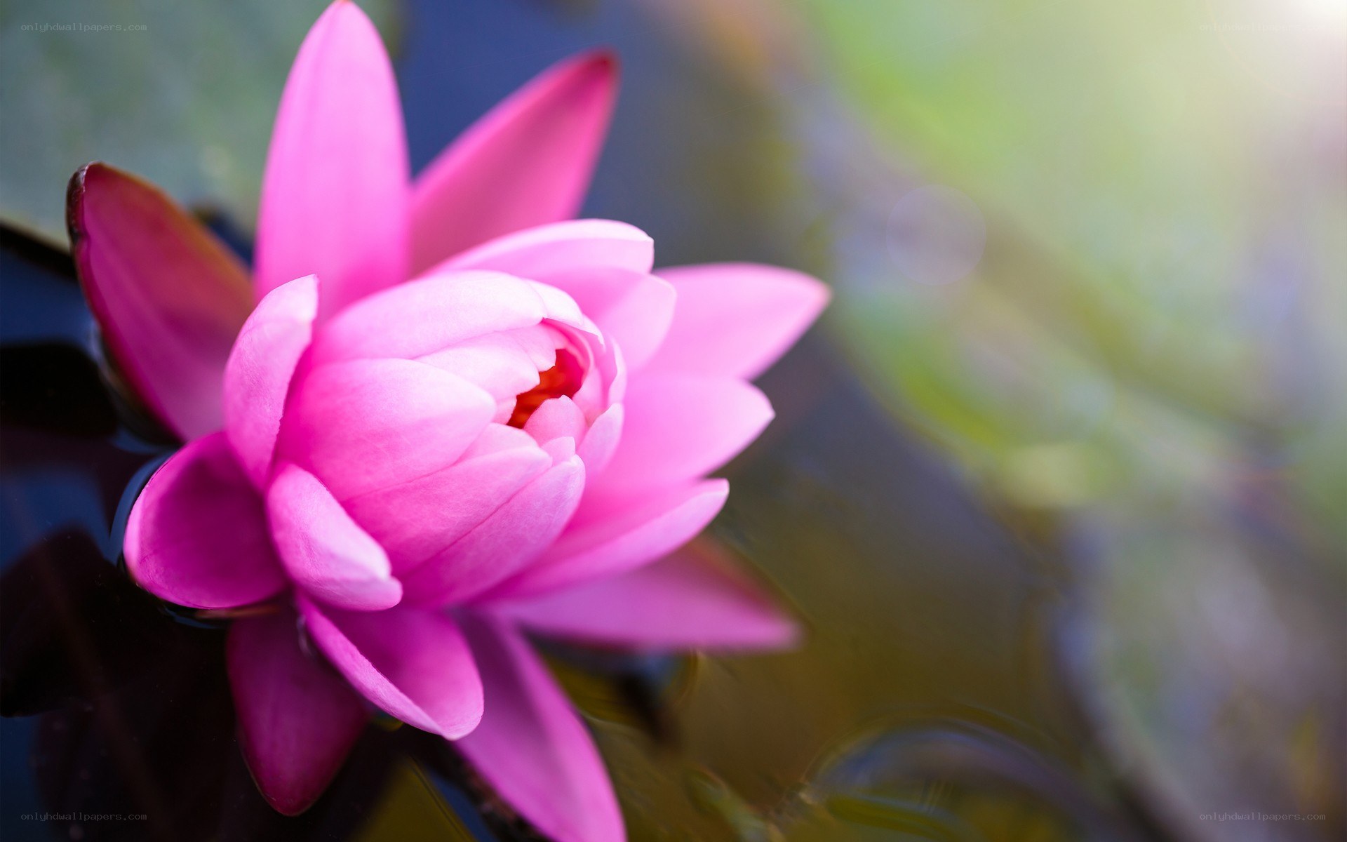 Pink water lily in bloom