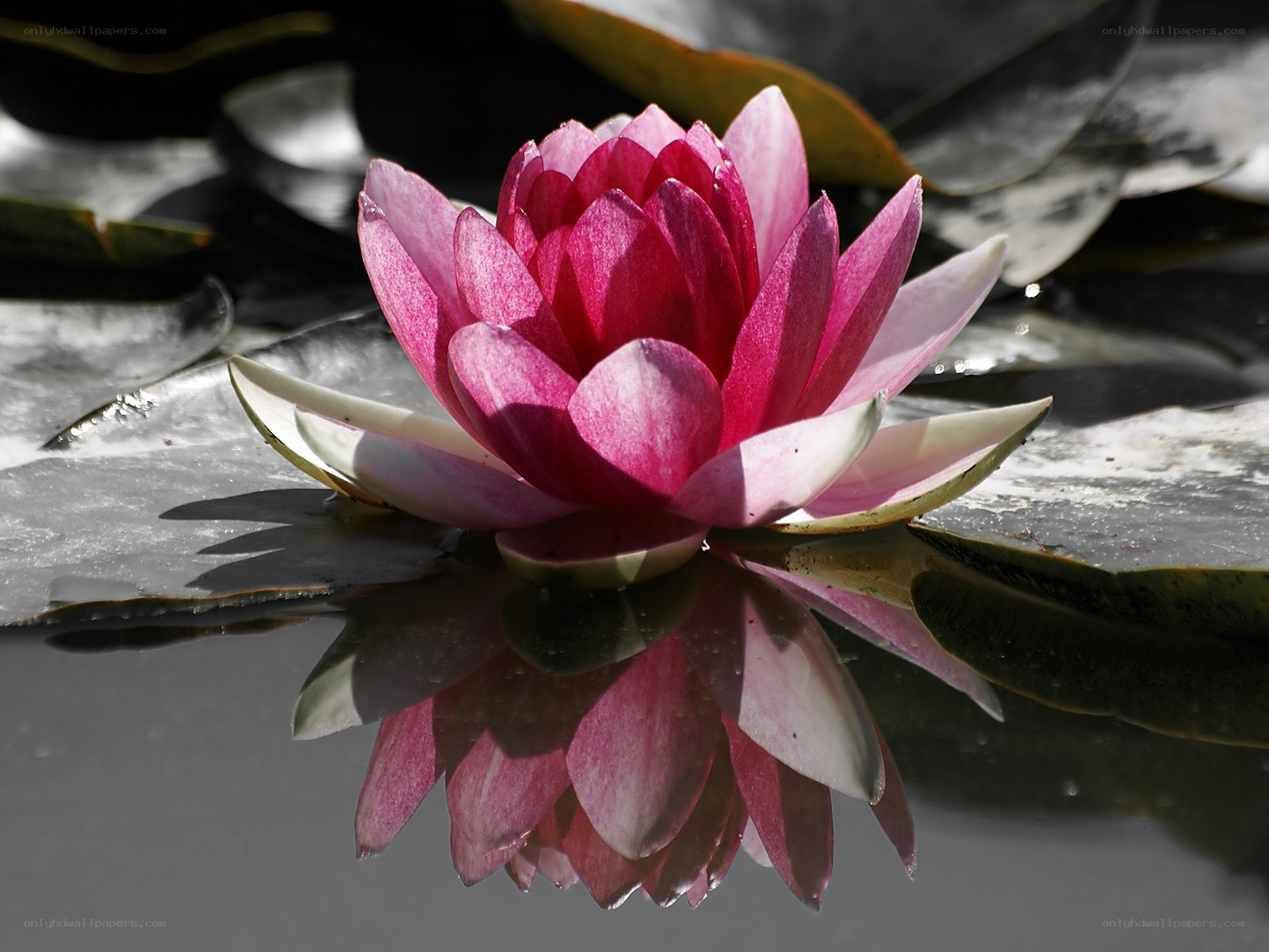 Pink water lily in bloom
