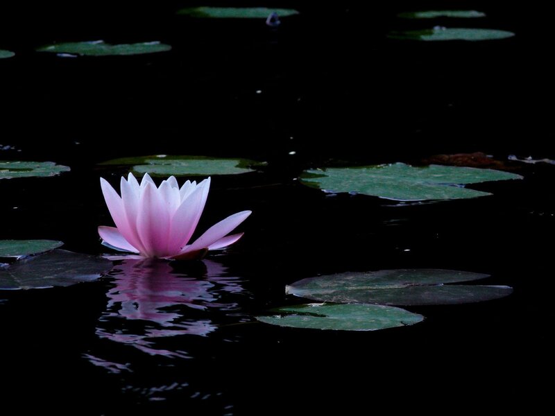 Pink water lily in dark pond