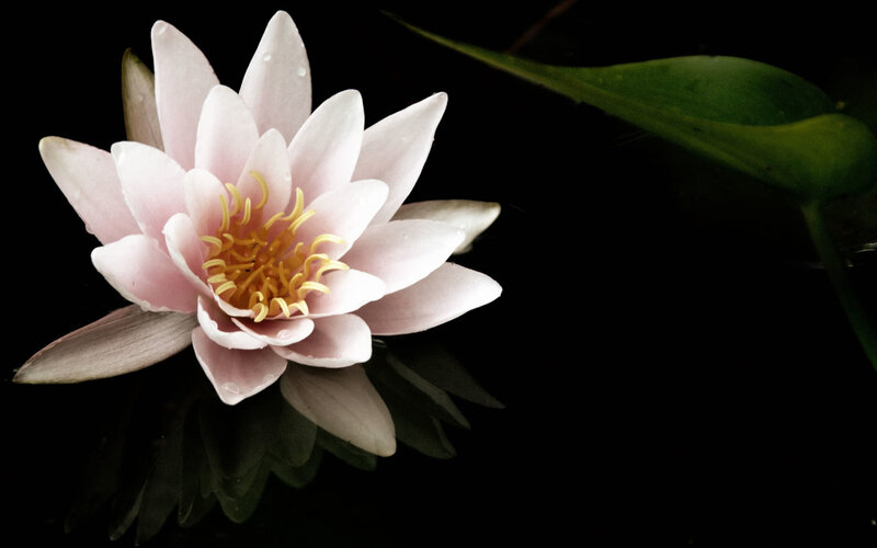 Pink water lily in dark water