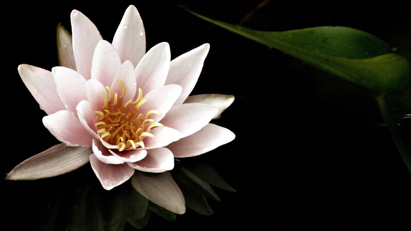 Pink water lily in dark water