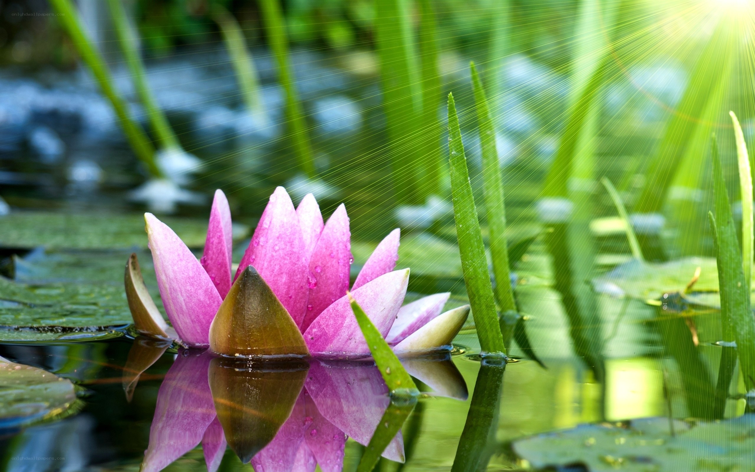 Pink water lily in pond