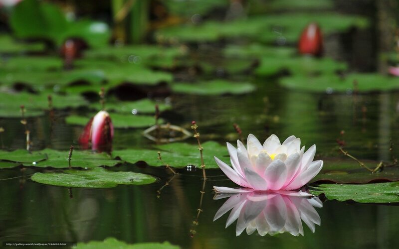 Pink water lily in pond