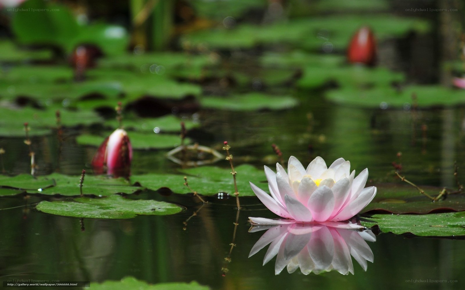 Pink water lily in pond