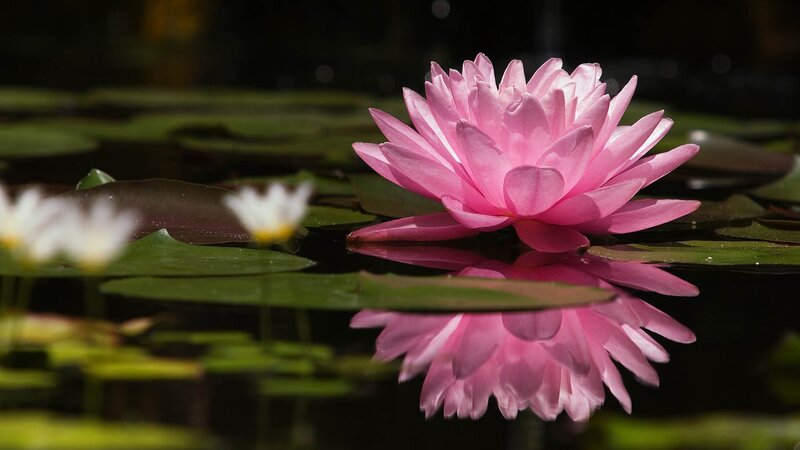 Pink water lily in pond