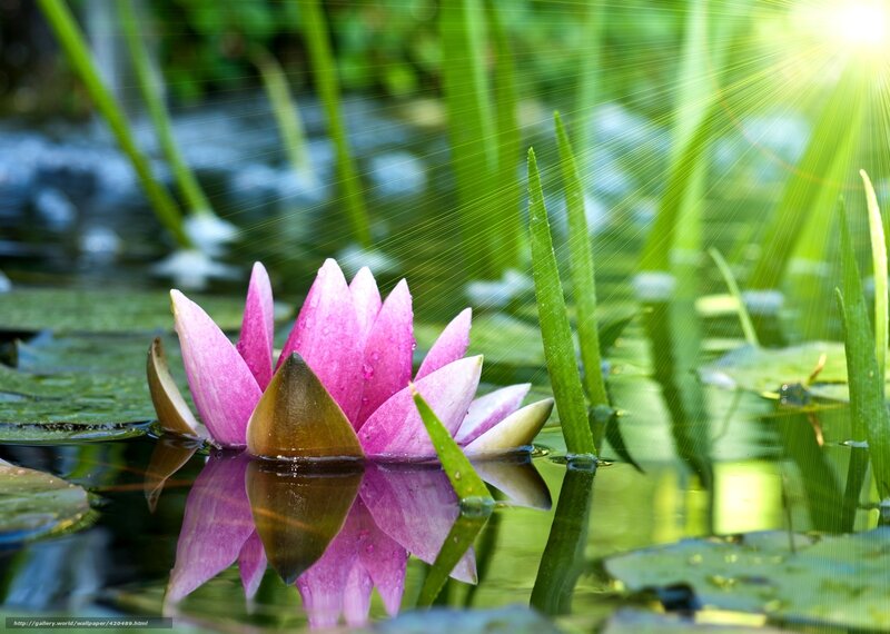 Pink water lily in pond