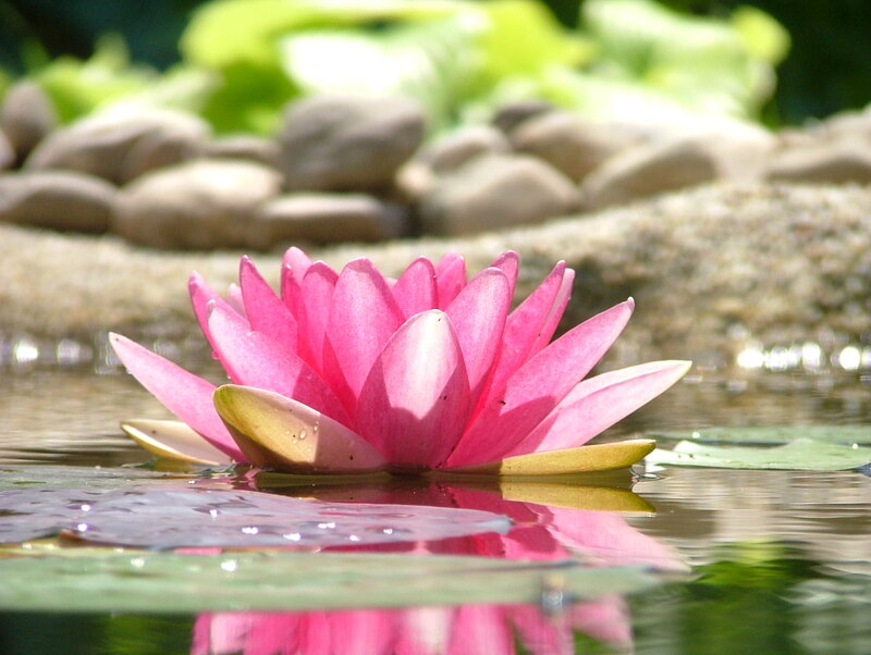 Pink water lily in pond