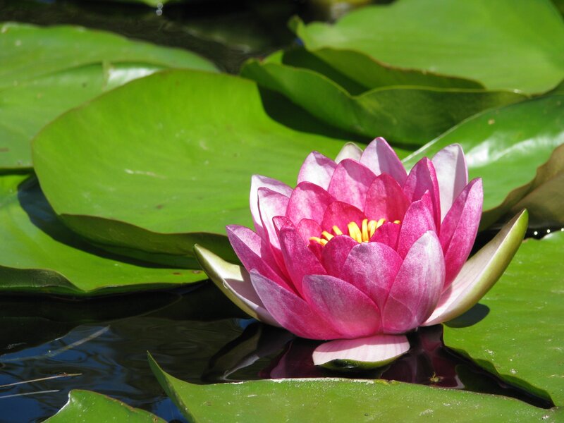 Pink water lily in pond