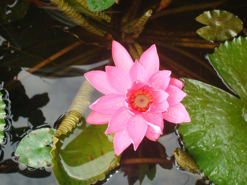 Pink water lily in pond