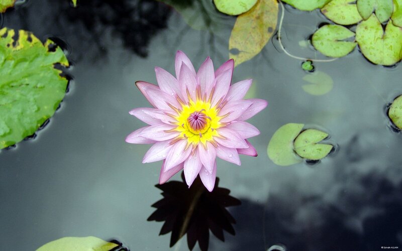 Pink water lily in pond