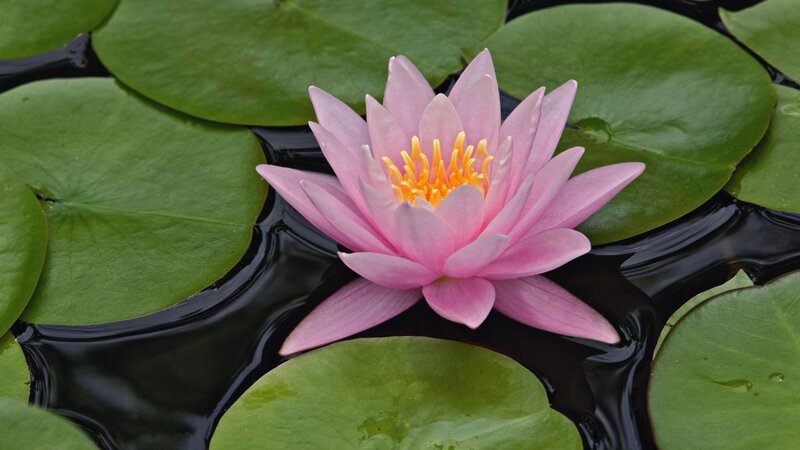 Pink water lily in pond