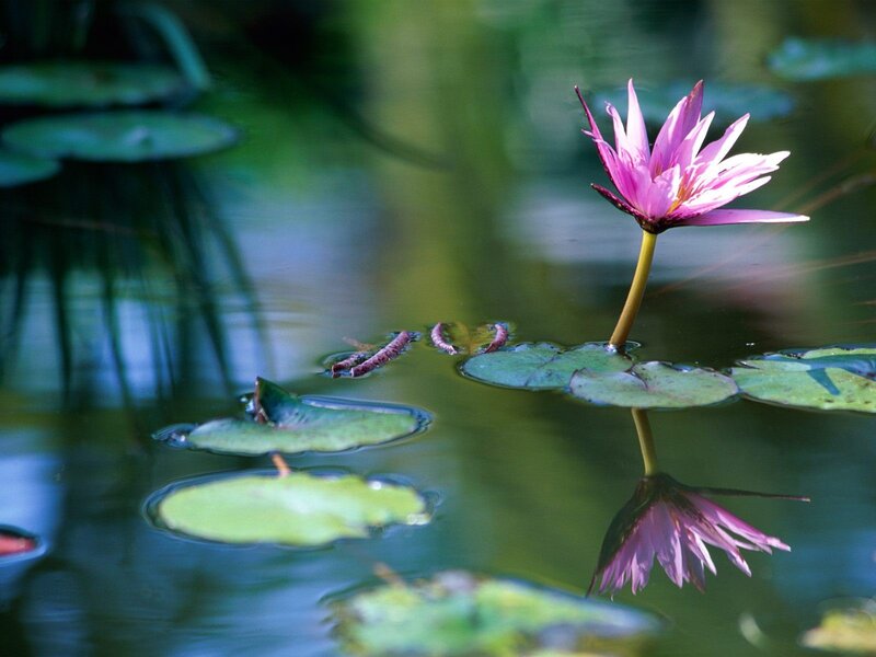 Pink water lily in pond