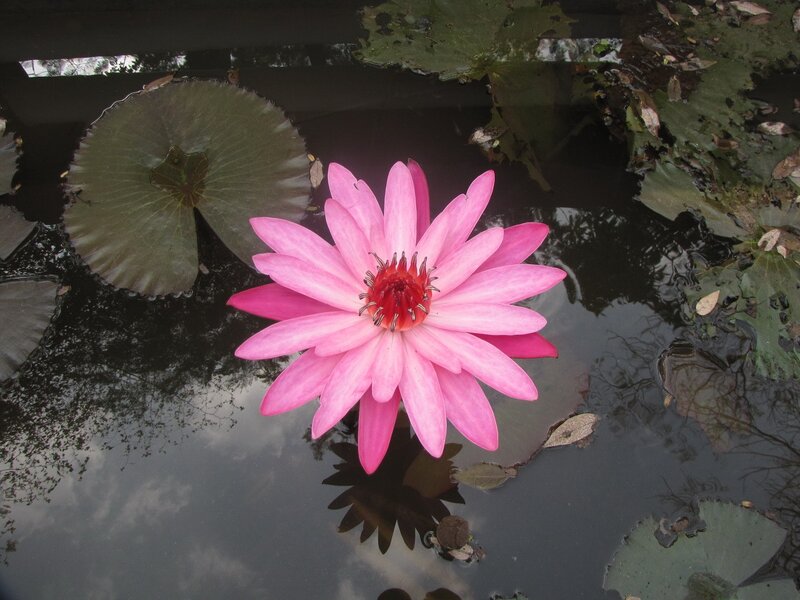Pink water lily in pond