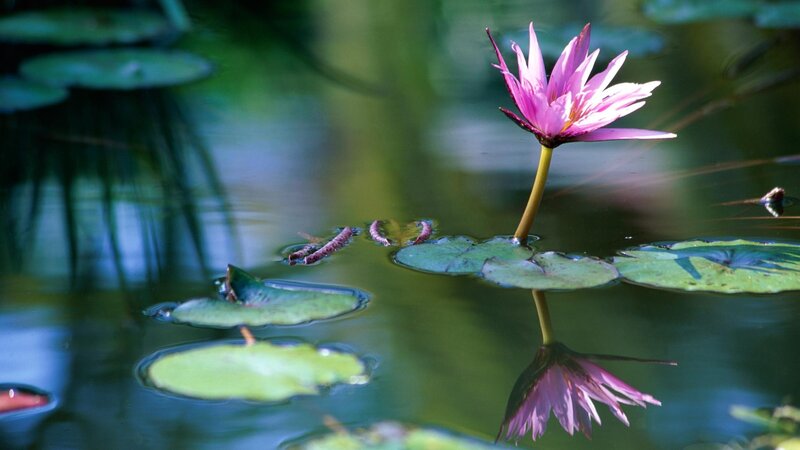 Pink water lily in pond