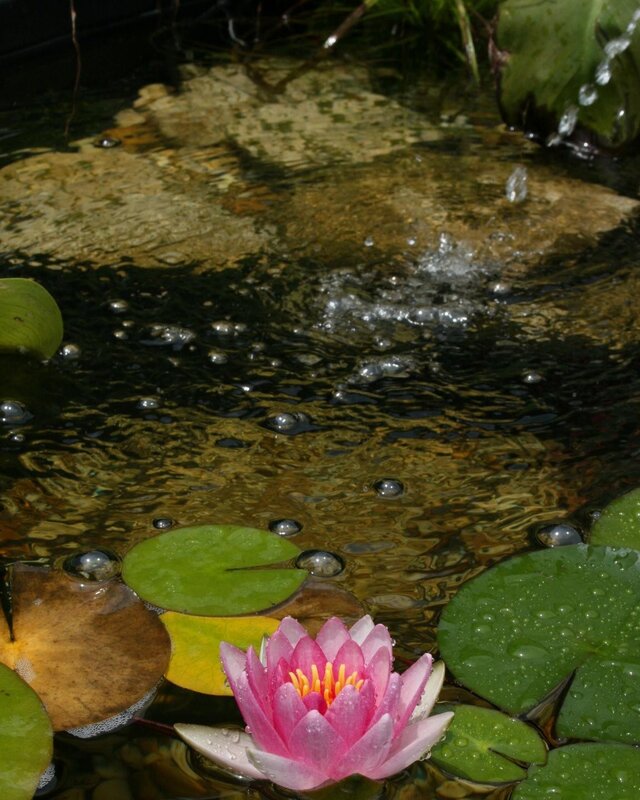Pink water lily in pond