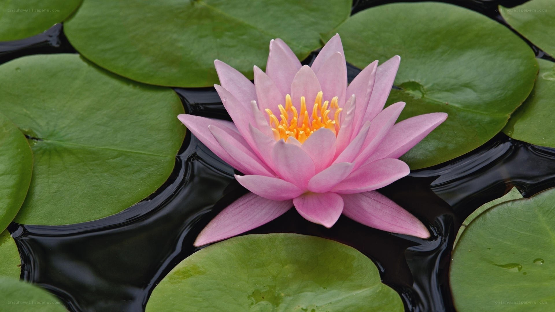Pink water lily in pond