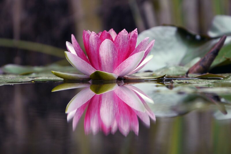 Pink water lily in pond
