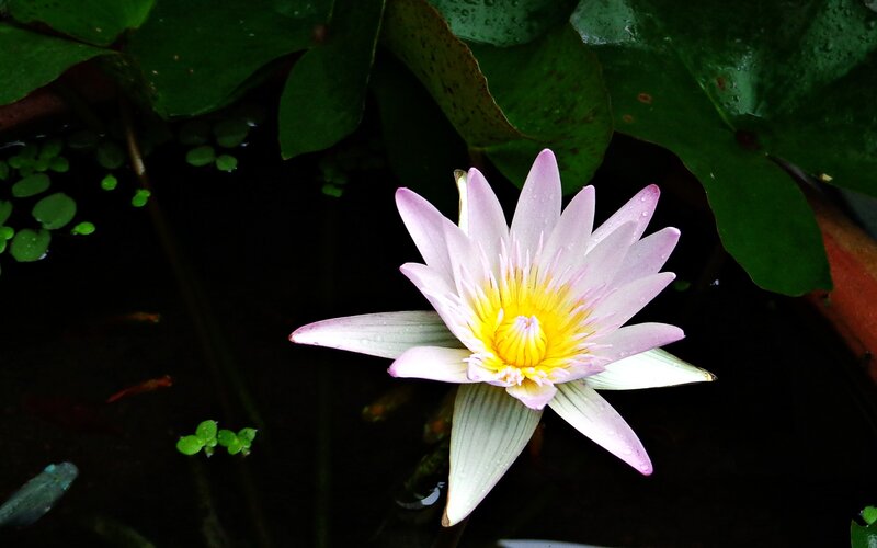 pink water lily in pond