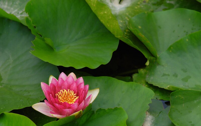 Pink water lily in pond