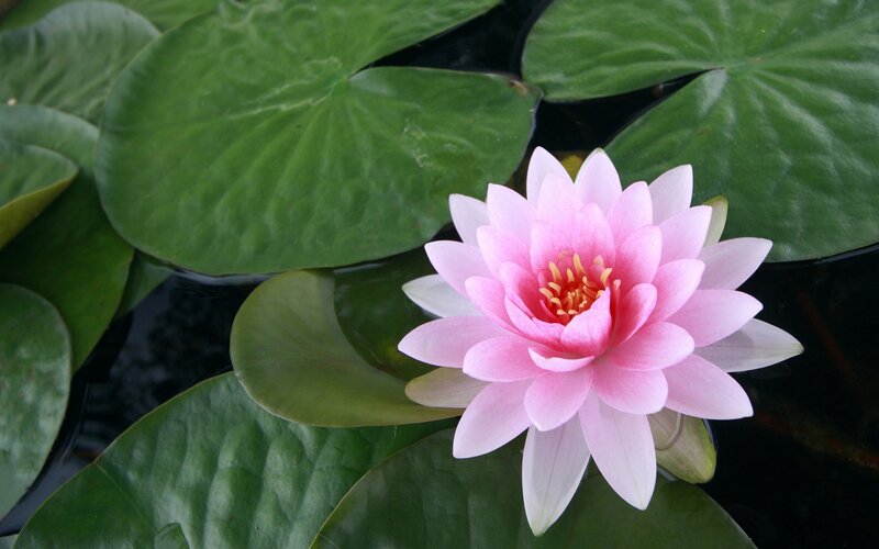 Pink water lily in pond