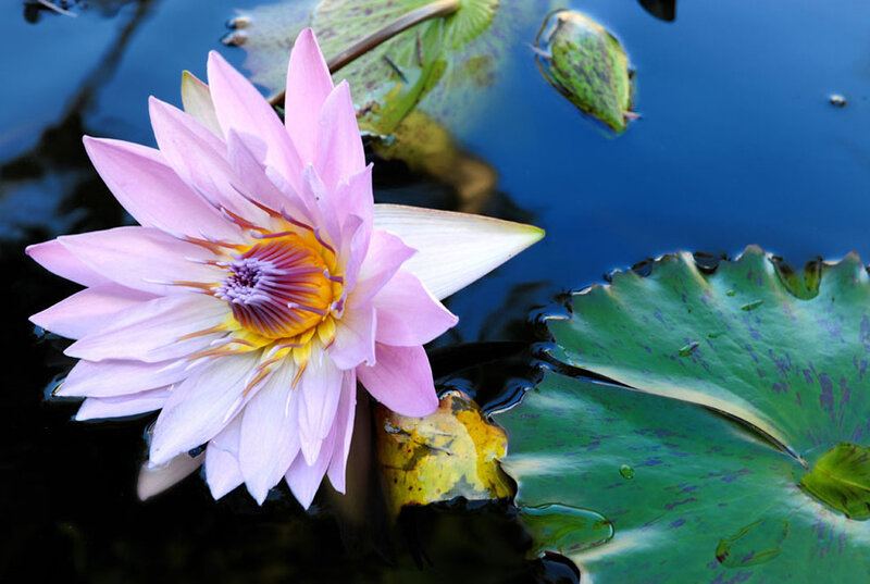 Pink water lily in pond