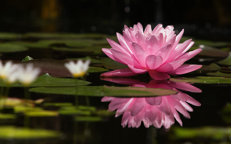 Pink water lily in pond