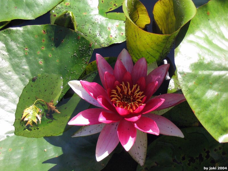Pink water lily in pond