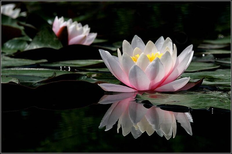 Pink water lily in pond