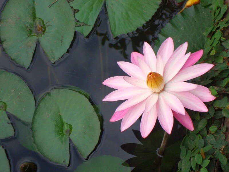 Pink water lily in pond