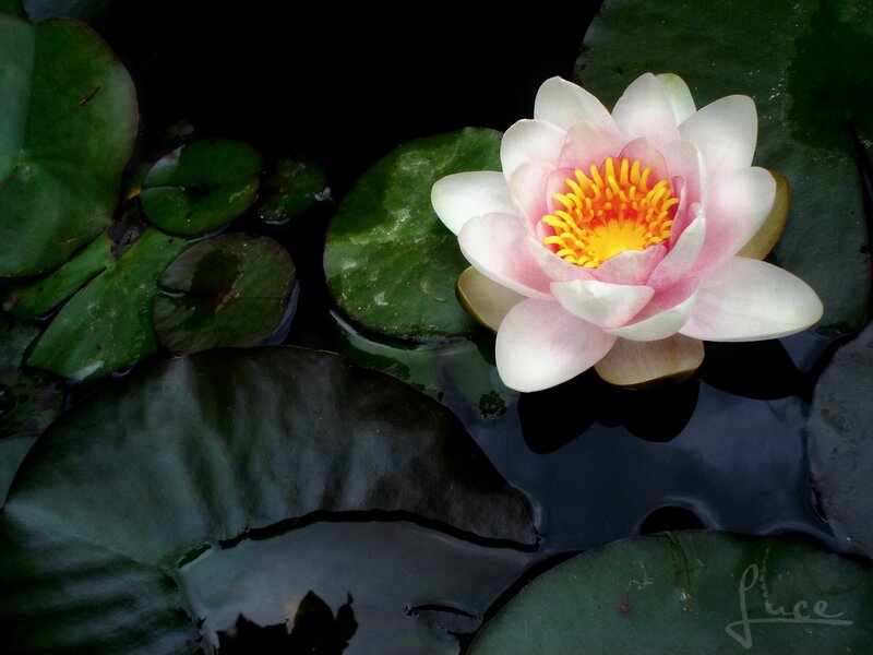 Pink water lily in pond