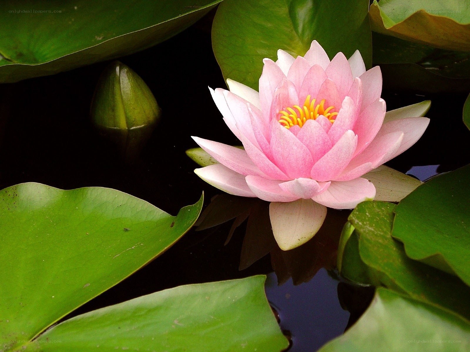 Pink water lily in pond