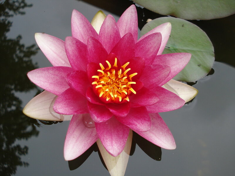 Pink water lily in pond