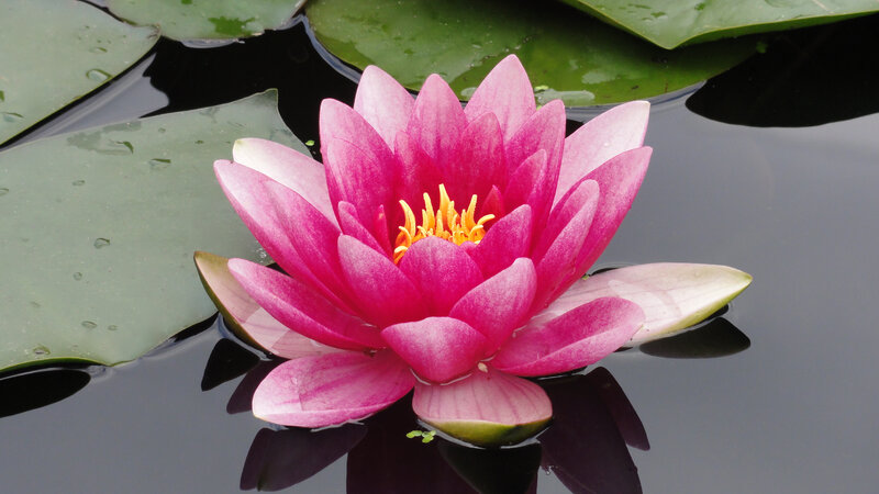 Pink water lily in pond
