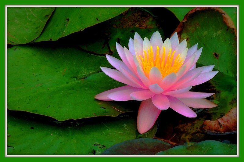 Pink water lily in pond