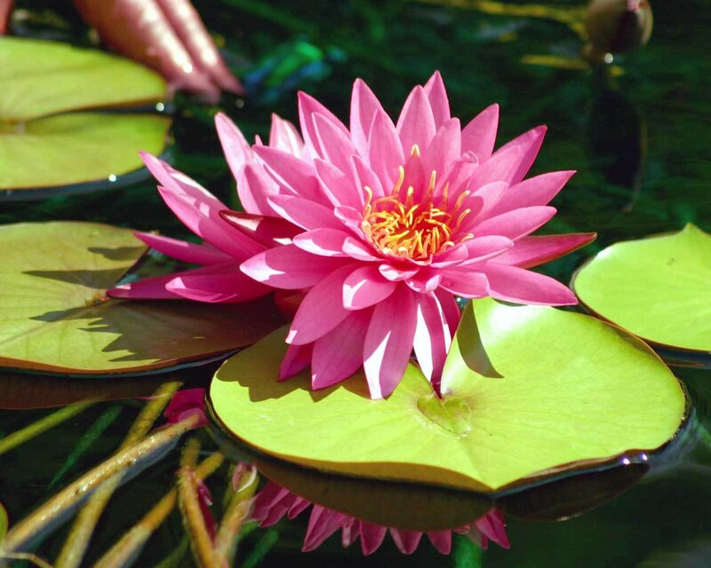 Pink water lily in pond