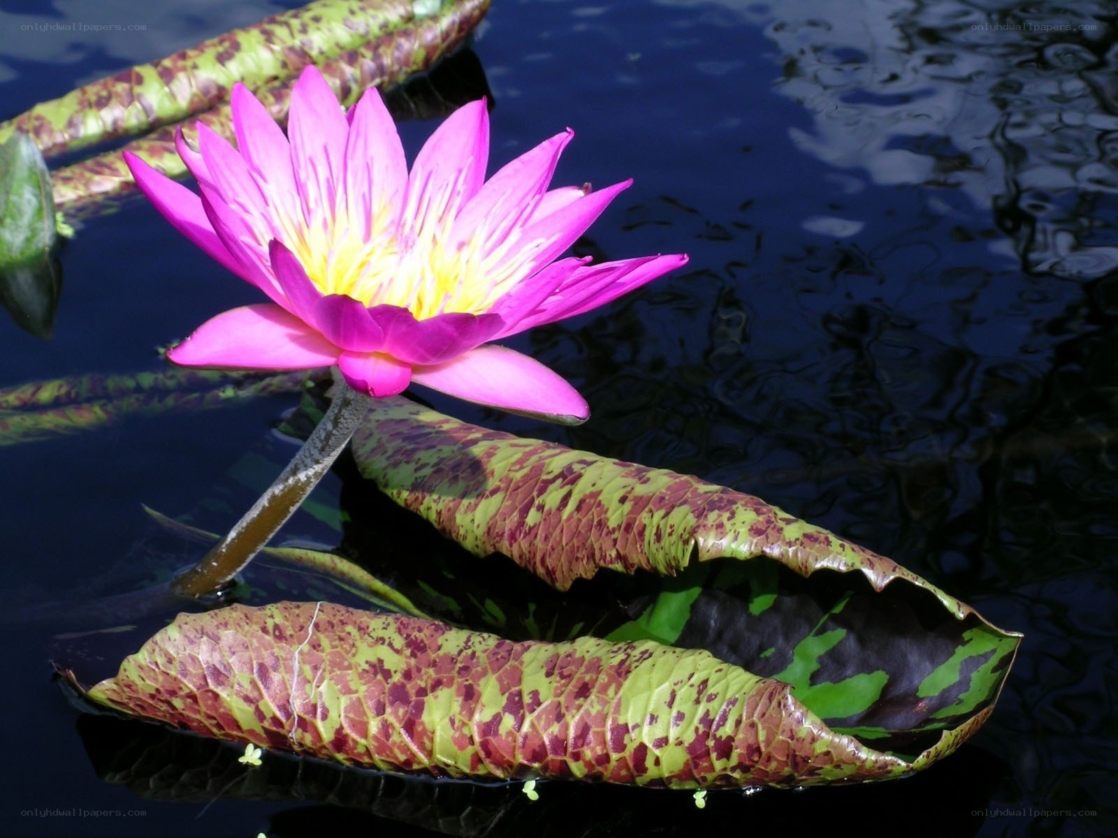 Pink water lily in pond