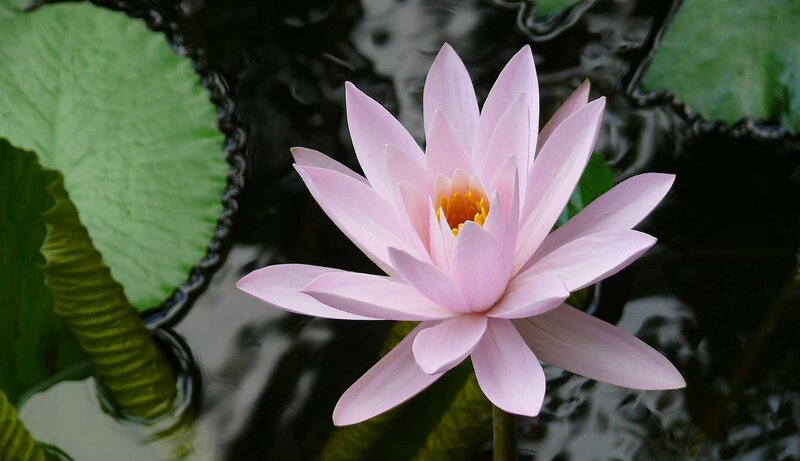 Pink water lily in pond
