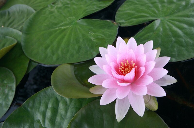 Pink water lily in pond