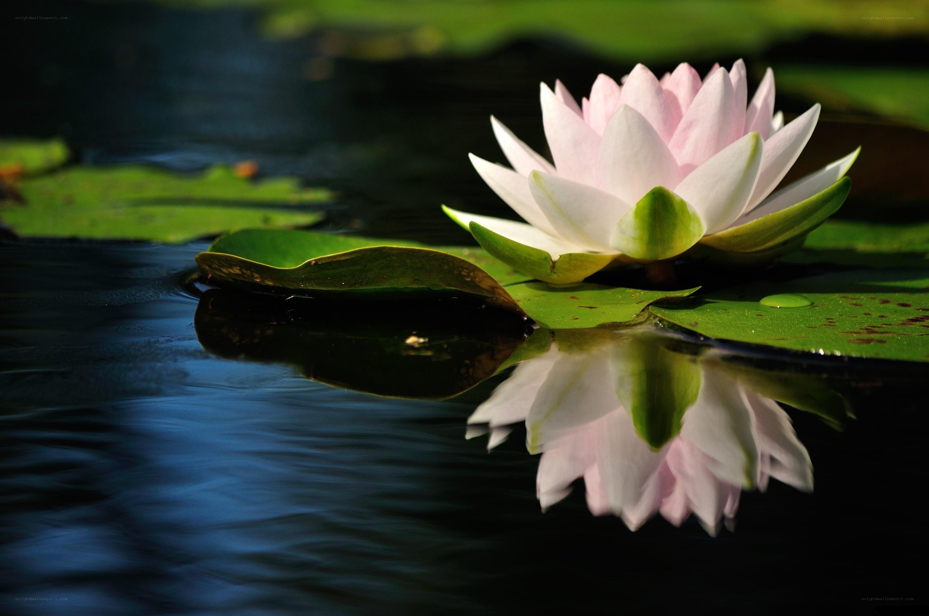 Pink water lily in pond