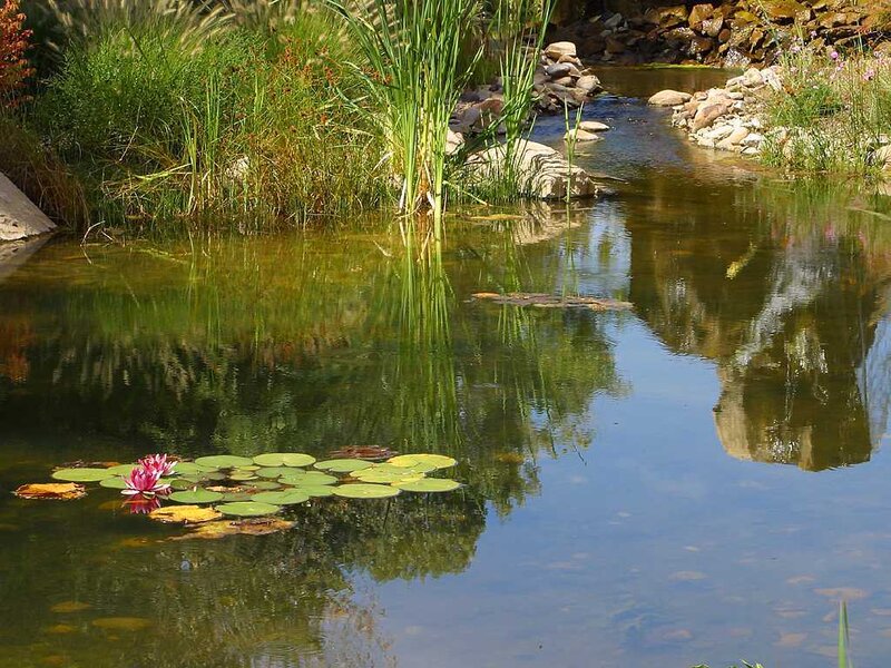 Pink Water Lily in Pond — Green