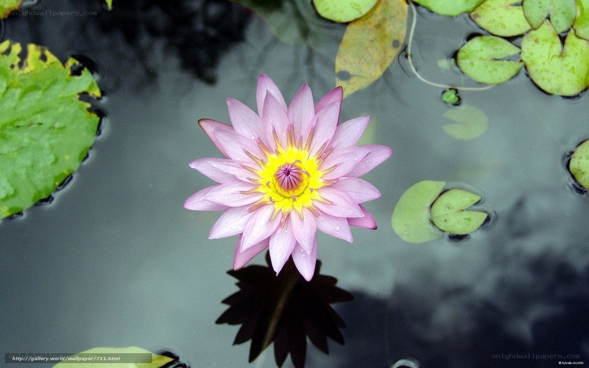Pink water lily in pond
