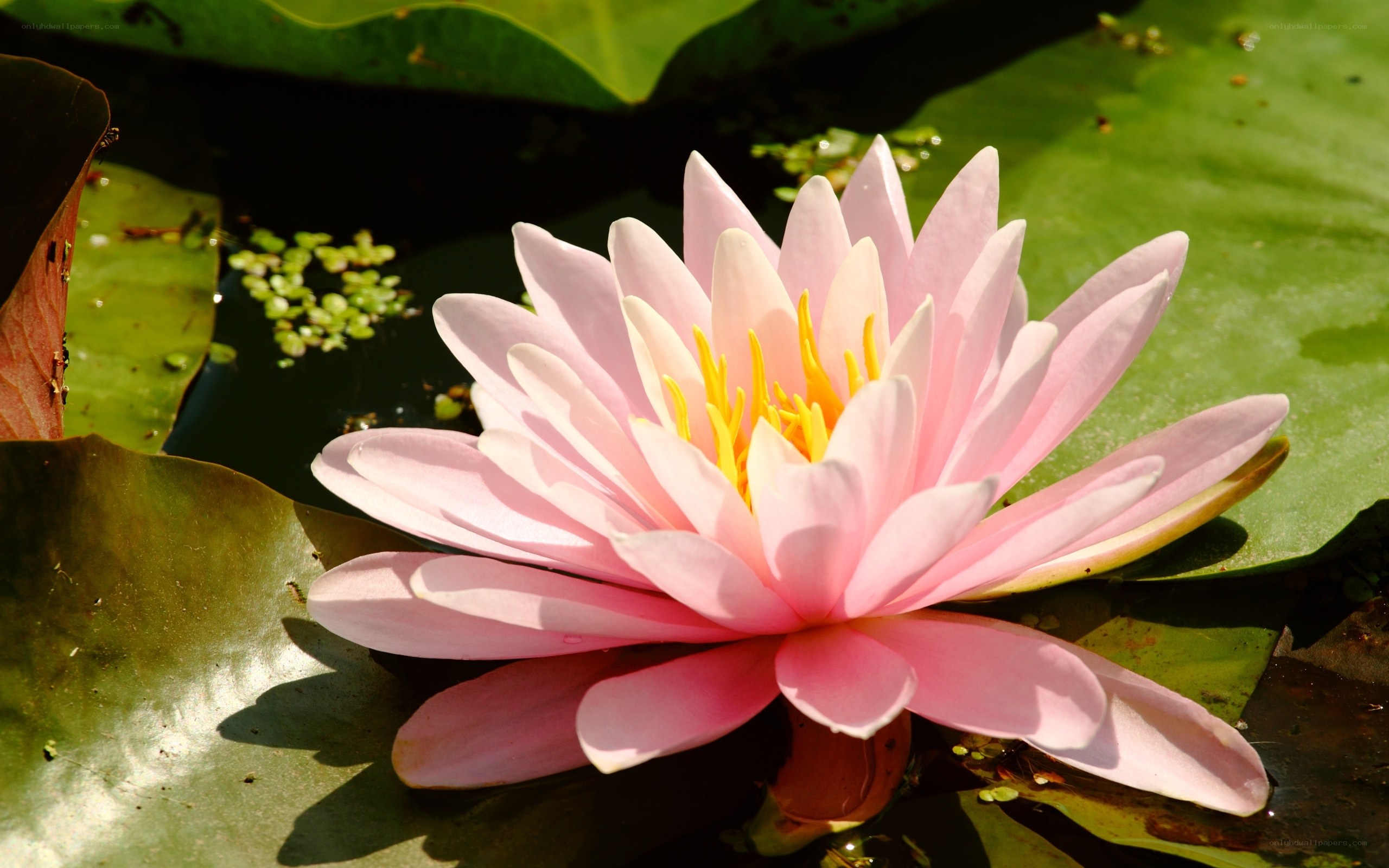 Pink water lily in sunlight